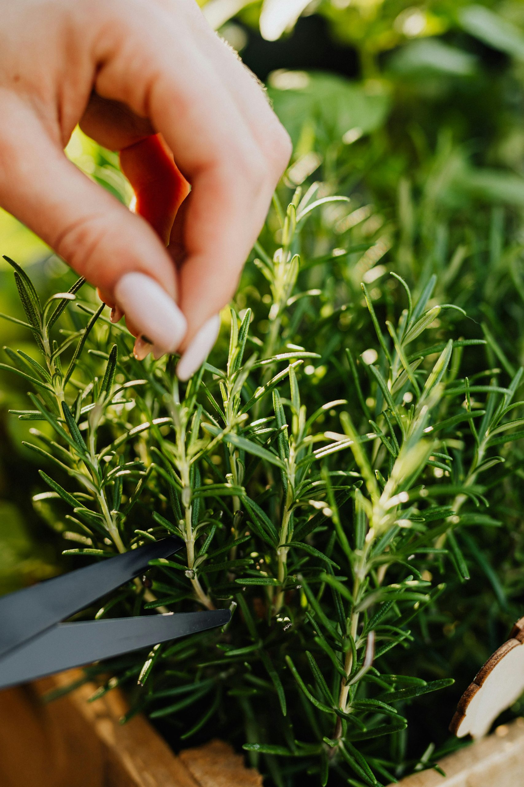 Close Up Photo of a Person Cutting Plant with Scissors<br />
